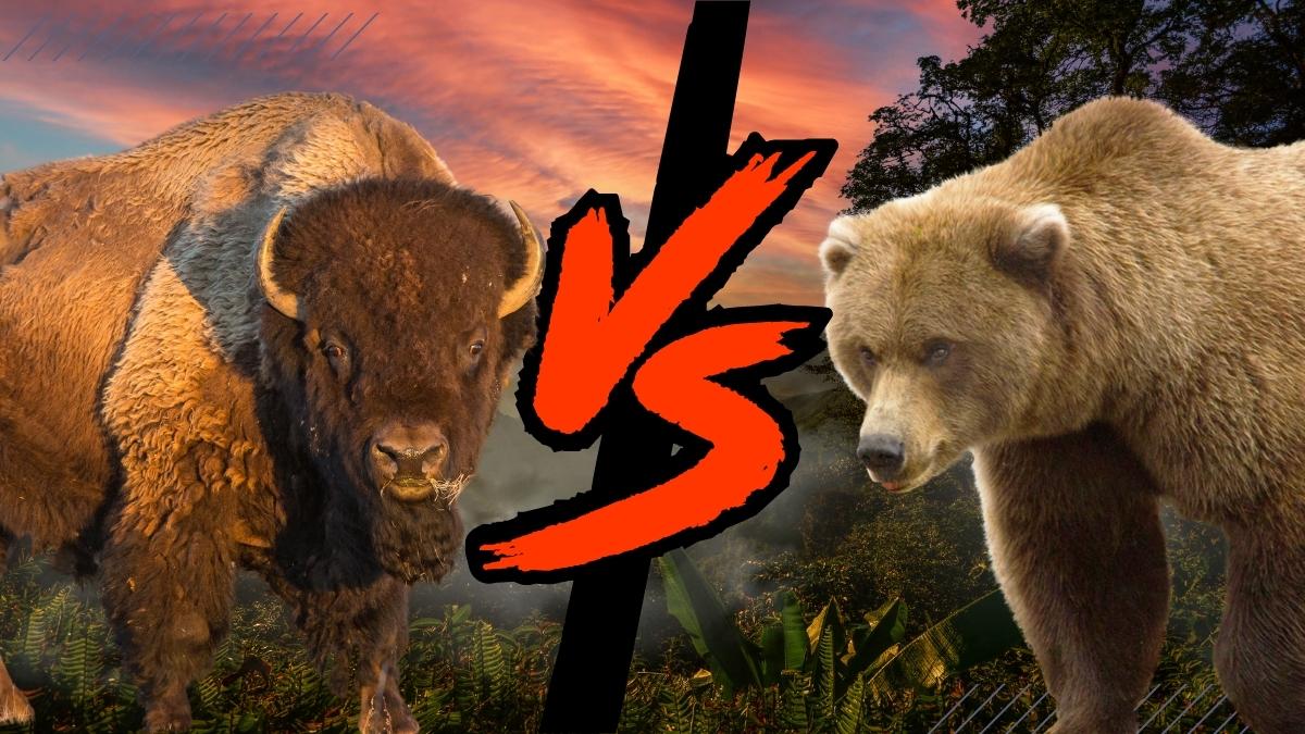 Grizzly Bear vs. Bison Who Would Win in a Fight