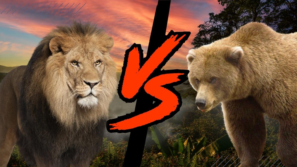 Grizzly Bear vs. Lion Who Would Win in a Fight
