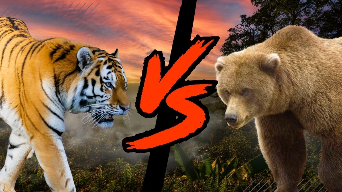 Grizzly Bear vs. Tiger Who Would Win in a Fight
